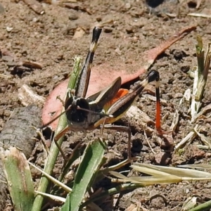 Macrotona australis at Acton, ACT - 17 Jan 2018