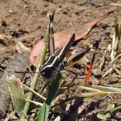 Macrotona australis at Acton, ACT - 17 Jan 2018 11:29 AM