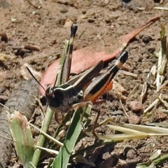 Macrotona australis at Acton, ACT - 17 Jan 2018