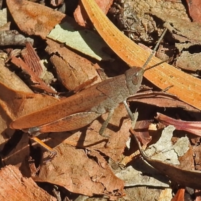 Goniaea opomaloides (Mimetic Gumleaf Grasshopper) at Black Mountain - 16 Jan 2018 by RodDeb