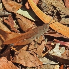Goniaea opomaloides (Mimetic Gumleaf Grasshopper) at Black Mountain - 16 Jan 2018 by RodDeb