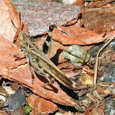 Austroicetes pusilla (Grasshopper, Locust) at Acton, ACT - 17 Jan 2018 by RodDeb