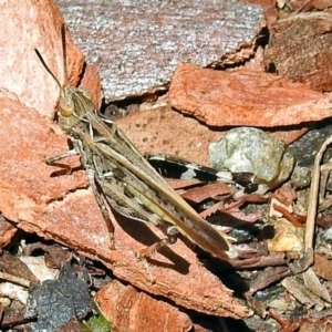 Austroicetes pusilla at Acton, ACT - 17 Jan 2018