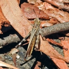 Austroicetes pusilla at Acton, ACT - 17 Jan 2018