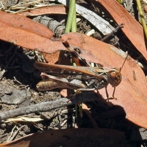 Austroicetes sp. (genus) at Acton, ACT - 17 Jan 2018