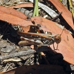 Austroicetes sp. (genus) (A grasshopper) at Black Mountain - 17 Jan 2018 by RodDeb