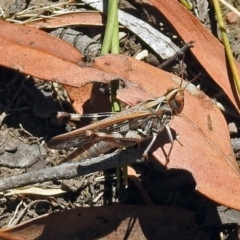 Austroicetes sp. (genus) at Acton, ACT - 17 Jan 2018