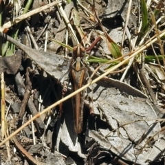 Austroicetes sp. (genus) at Acton, ACT - 17 Jan 2018