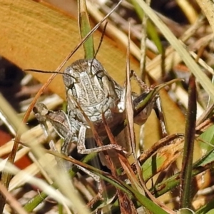 Oedaleus australis at Acton, ACT - 17 Jan 2018