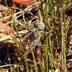 Oedaleus australis at Acton, ACT - 17 Jan 2018