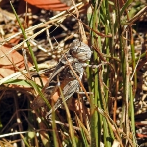 Oedaleus australis at Acton, ACT - 17 Jan 2018