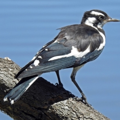 Grallina cyanoleuca (Magpie-lark) at Fyshwick, ACT - 18 Jan 2018 by RodDeb