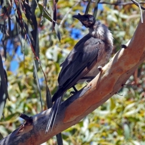 Philemon corniculatus at Acton, ACT - 17 Jan 2018 10:59 AM