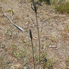 Verbascum thapsus subsp. thapsus at Acton, ACT - 17 Jan 2018
