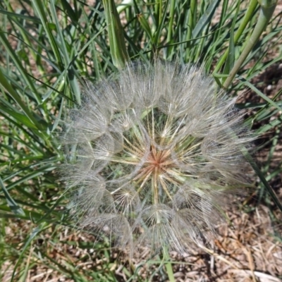 Tragopogon dubius (Goatsbeard) at Fyshwick, ACT - 18 Jan 2018 by RodDeb