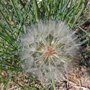 Tragopogon dubius at Fyshwick, ACT - 18 Jan 2018