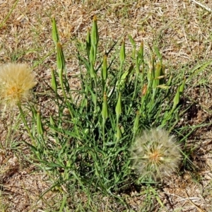 Tragopogon dubius at Fyshwick, ACT - 18 Jan 2018