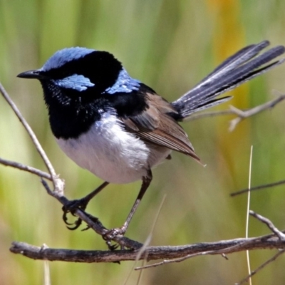 Malurus cyaneus (Superb Fairywren) at Point 4997 - 17 Jan 2018 by RodDeb