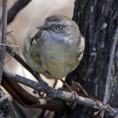 Sericornis frontalis (White-browed Scrubwren) at Canberra Central, ACT - 17 Jan 2018 by RodDeb