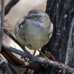 Sericornis frontalis (White-browed Scrubwren) at Point 4997 - 17 Jan 2018 by RodDeb