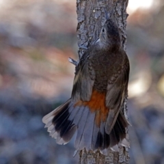 Cormobates leucophaea (White-throated Treecreeper) at Acton, ACT - 16 Jan 2018 by RodDeb