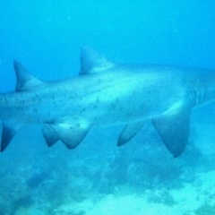 Carcharias taurus (Grey Nurse Shark) at Merimbula, NSW - 11 Oct 2017 by rickcarey