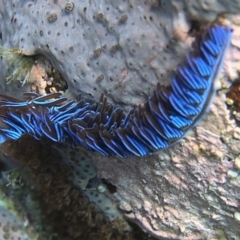 Pteraeolidia ianthina (Blue Dragon) at Merimbula, NSW - 12 Oct 2017 by rickcarey