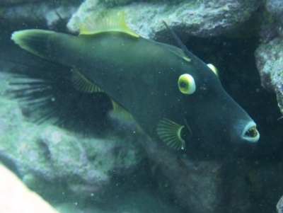 Eubalichthys bucephalus (Black Reef Leatherjacket) at Merimbula, NSW - 12 Oct 2017 by rickcarey