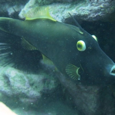 Eubalichthys bucephalus (Black Reef Leatherjacket) at Merimbula, NSW - 11 Oct 2017 by rickcarey