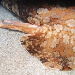 Orectolobus halei at Merimbula, NSW - 22 Nov 2017