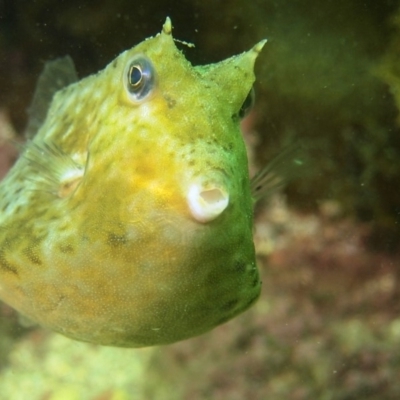 Lactoria cornuta (Longhorn Cowfish) at Merimbula, NSW - 22 Nov 2017 by rickcarey