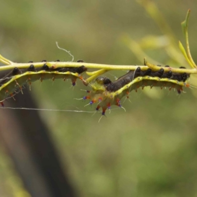 Opodiphthera eucalypti (Emperor Gum Moth) at Namadgi National Park - 12 Feb 2011 by KMcCue