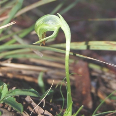 Pterostylis nutans (Nodding Greenhood) at Black Mountain - 18 Aug 2007 by KMcCue