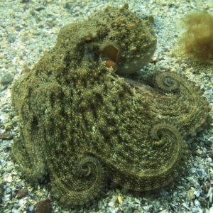 Octopus maorum at Merimbula, NSW - 15 Oct 2017 11:18 AM