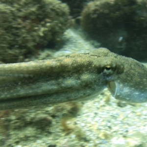 Octopus maorum at Merimbula, NSW - 15 Oct 2017 11:18 AM