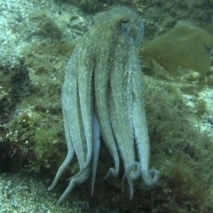 Octopus maorum at Merimbula, NSW - 15 Oct 2017 11:18 AM