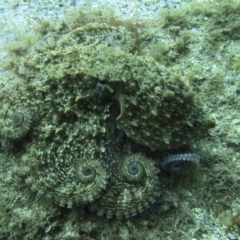 Octopus maorum at Merimbula, NSW - 15 Oct 2017 11:18 AM