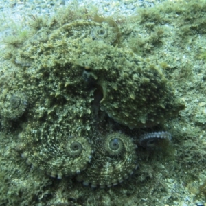 Octopus maorum at Merimbula, NSW - 15 Oct 2017