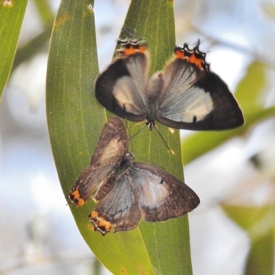 Jalmenus evagoras (Imperial Hairstreak) at Tidbinbilla Nature Reserve - 19 Jan 2018 by JohnBundock