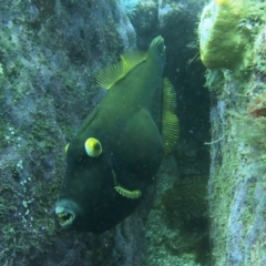 Eubalichthys bucephalus (Black Reef Leatherjacket) at Merimbula, NSW - 15 Oct 2017 by rickcarey