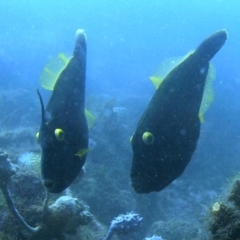 Eubalichthys bucephalus at Merimbula, NSW - 15 Oct 2017 11:36 AM