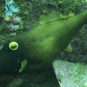 Eubalichthys bucephalus at Merimbula, NSW - 15 Oct 2017 11:36 AM