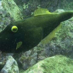 Eubalichthys bucephalus at Merimbula, NSW - 15 Oct 2017 11:36 AM