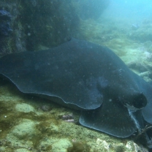 Bathytoshia brevicaudata at Merimbula, NSW - 15 Oct 2017