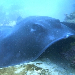 Bathytoshia brevicaudata at Merimbula, NSW - 15 Oct 2017