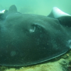 Bathytoshia brevicaudata at Merimbula, NSW - 15 Oct 2017