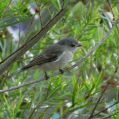 Pachycephala pectoralis (Golden Whistler) at Aranda, ACT - 18 May 2014 by KMcCue