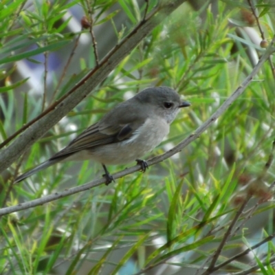 Pachycephala pectoralis (Golden Whistler) at Aranda, ACT - 18 May 2014 by KMcCue