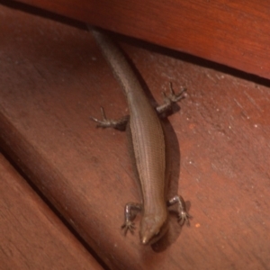 Lampropholis delicata at Aranda, ACT - 24 Dec 2011 11:21 AM