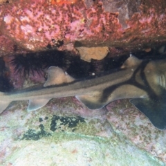 Heterodontus portusjacksoni (Port Jackson Shark) at Merimbula, NSW - 19 Jun 2017 by rickcarey